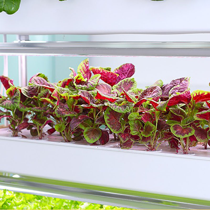 Sistem Tumbuh Hidroponik Verti - Smart Garden Vertical ulasan dan harga